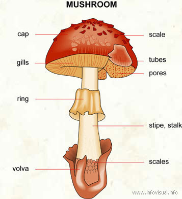 Basidiomycota.pdf